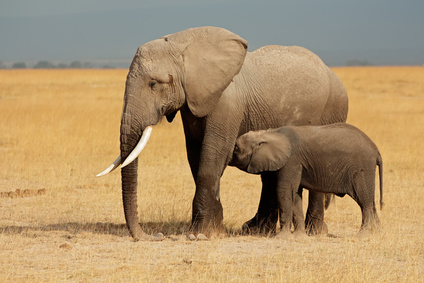 African elephant with calf, Amboseli National Park - Mit dem Mietwagen alles entdecken