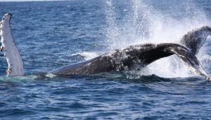 Wale Beobachtung in Südafrika