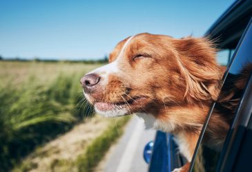 Reiseziele mit Hund und Tipps für die Fahrt im Mietwagen