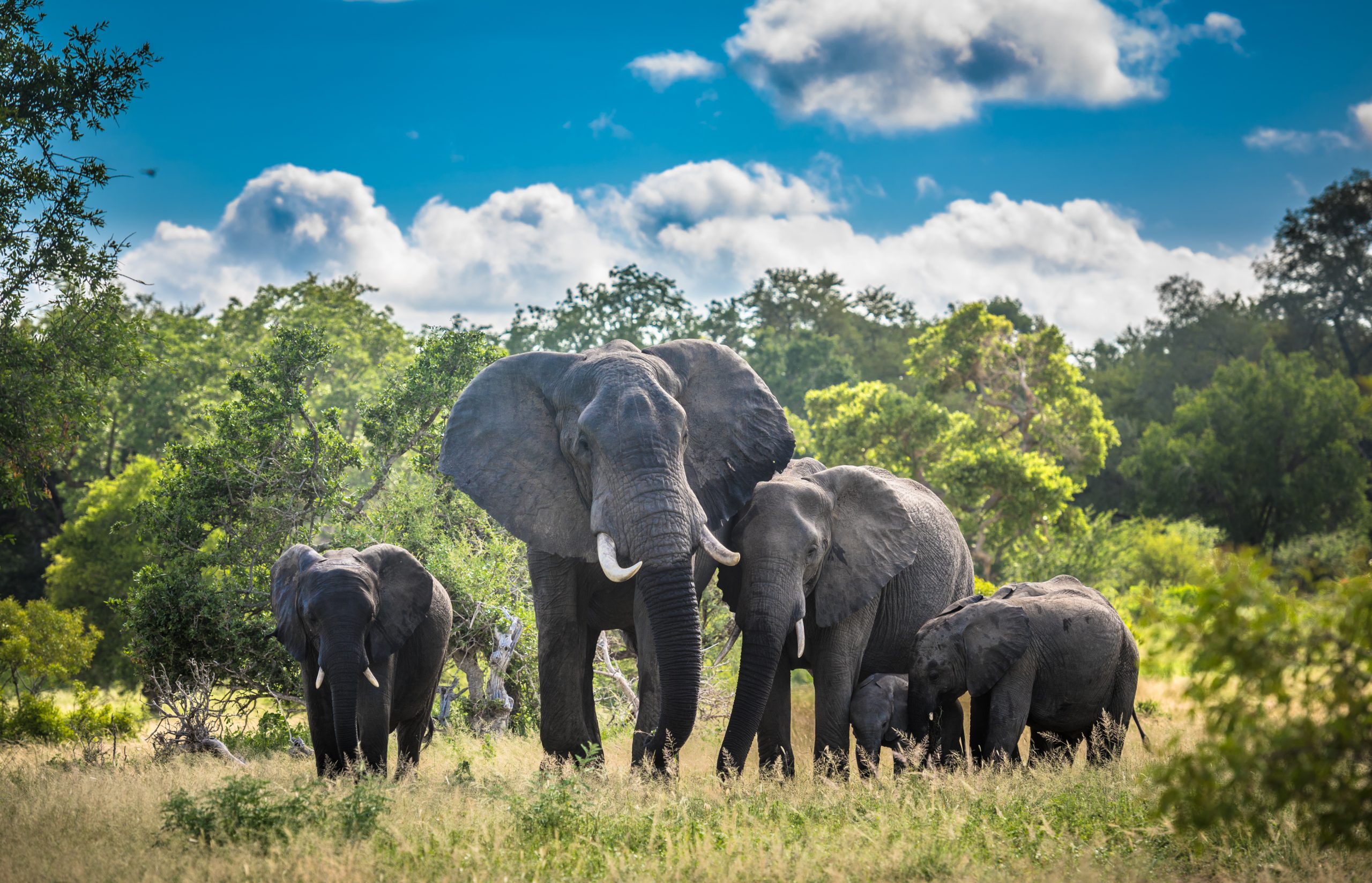 Elephants family in Kruger National Park, South Africa.
