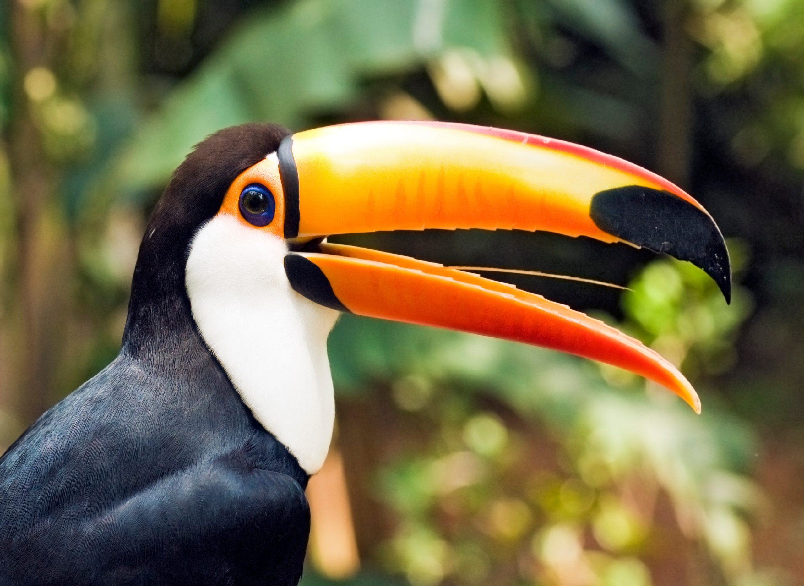 Beautiful Toucan Bird Profile