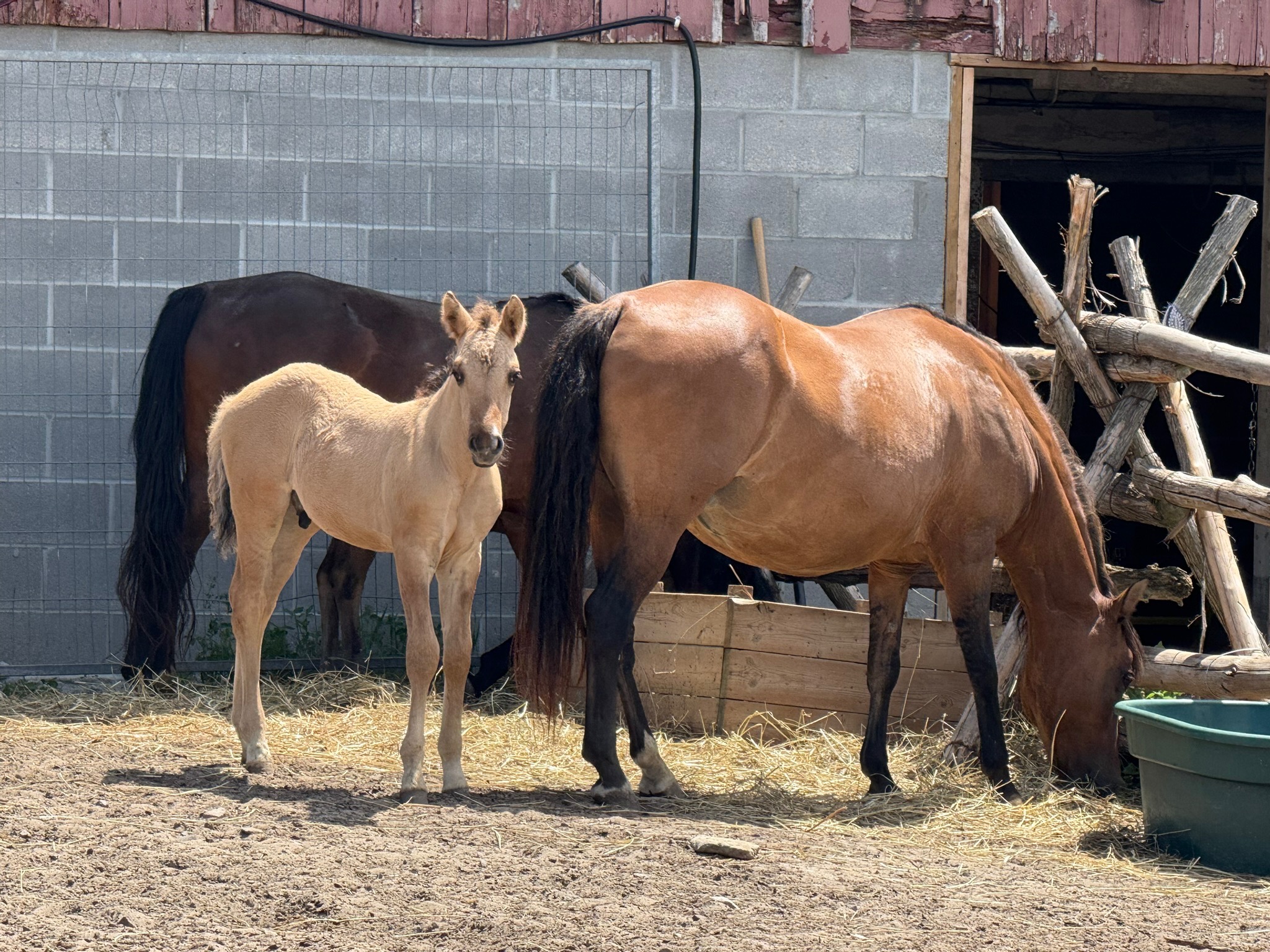 Madahoki Farm_Pferd_DanyBucher