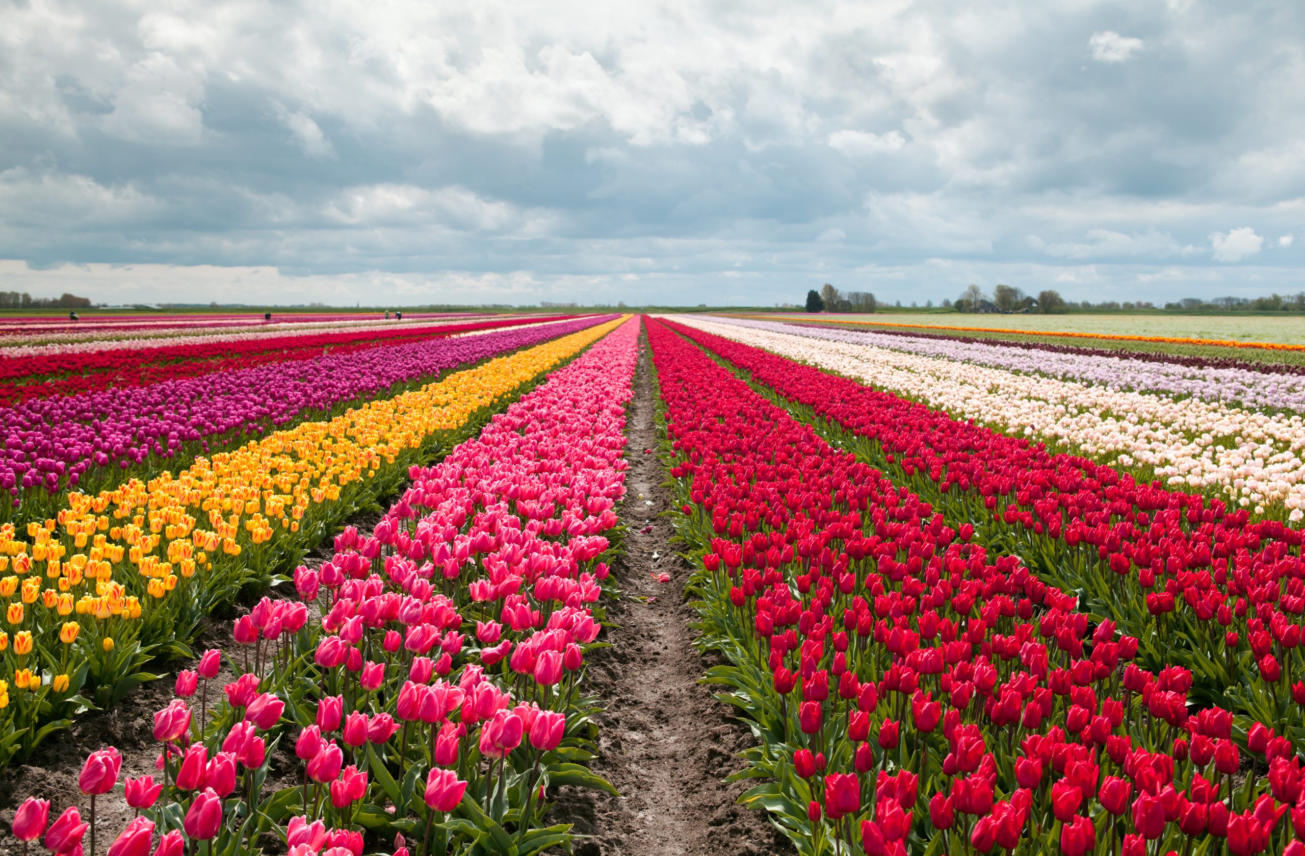 pink, red and orange tulip field