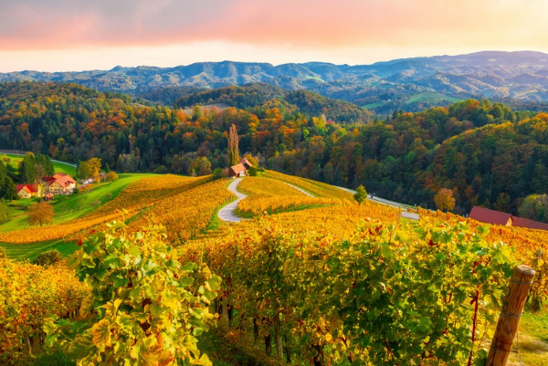 Herbstliche Weinberge auf hügeliger Landschaft mit kurvenreicher Straße und Bergpanorama.